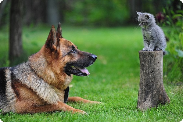 Как подружить кошку и собаку?