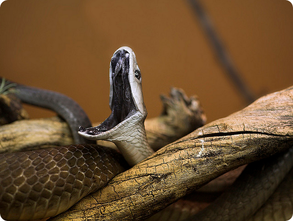 Черная мамба (лат. Dendroaspis polylepis)