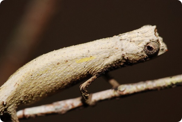 Хамелеон малая брукезия (лат. Brookesia minima)