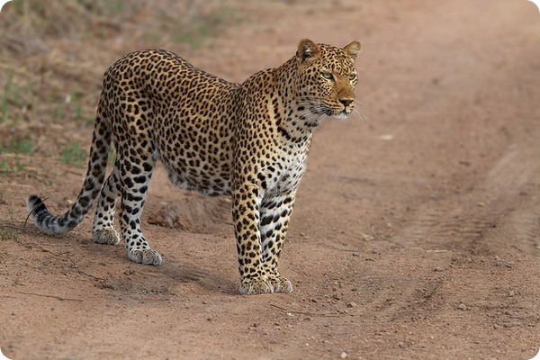 Леопард (лат. Panthera pardus) 