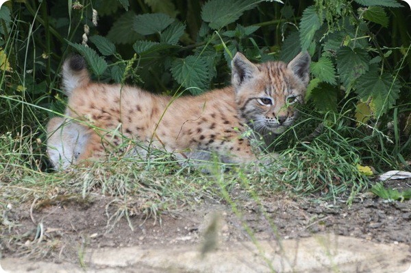    Whipsnade Zoo