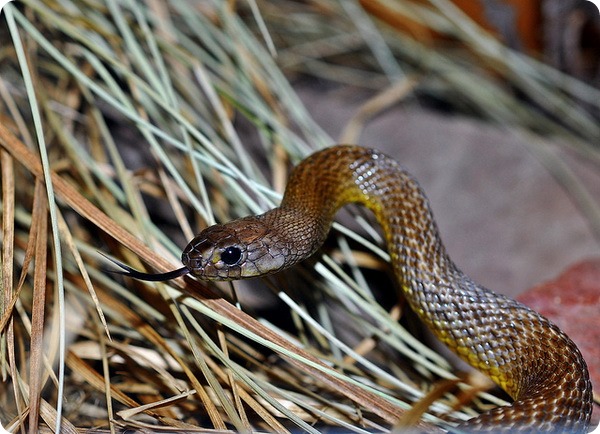 Жестокая змея (лат. Oxyuranus microlepidotus)