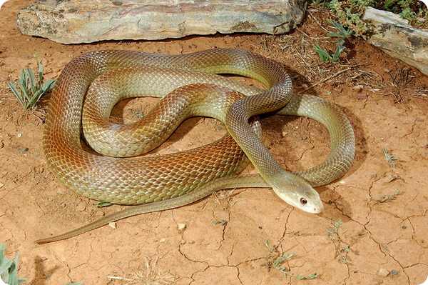 Прибрежный тайпан (лат. Oxyuranus scutellatus) 