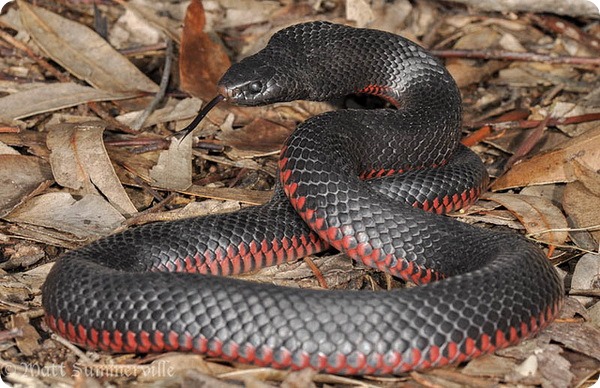 Черная змея (лат. Pseudechis porphyriacus) 