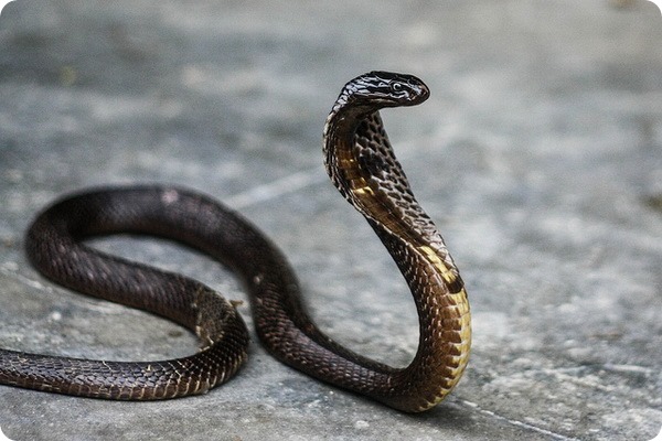 Очковая змея, или индийская кобра (лат. Naja naja) 