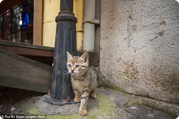 Кошки на улицах Стамбула