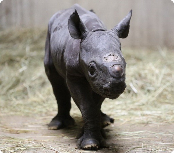 Зоопарк Линкольна представил детеныша черного носорога