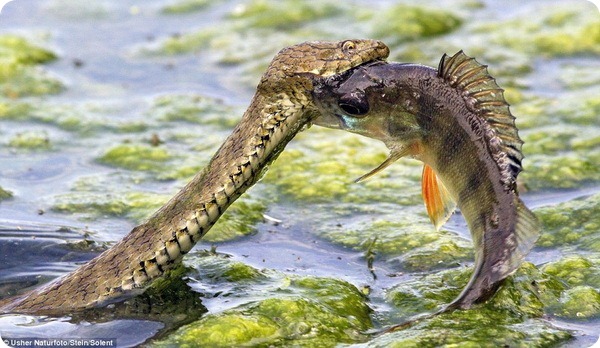 Змея против рыбы