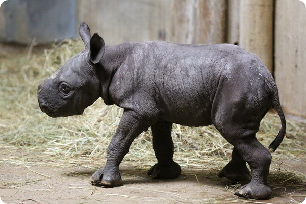 Зоопарк Линкольна представил детеныша черного носорога