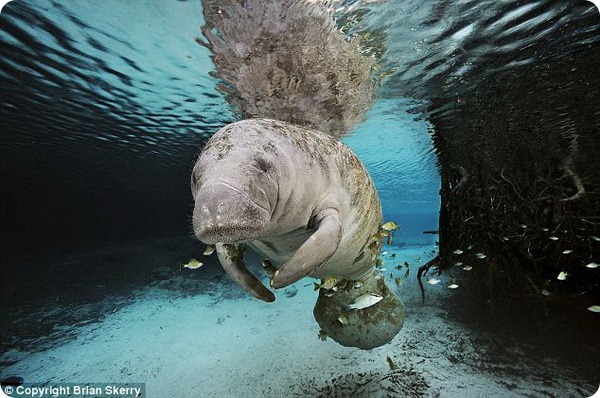 Подводный мир от фотографа Брайана Скерри