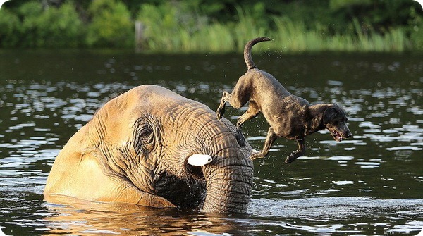 Дружба между лабрадором и слоном