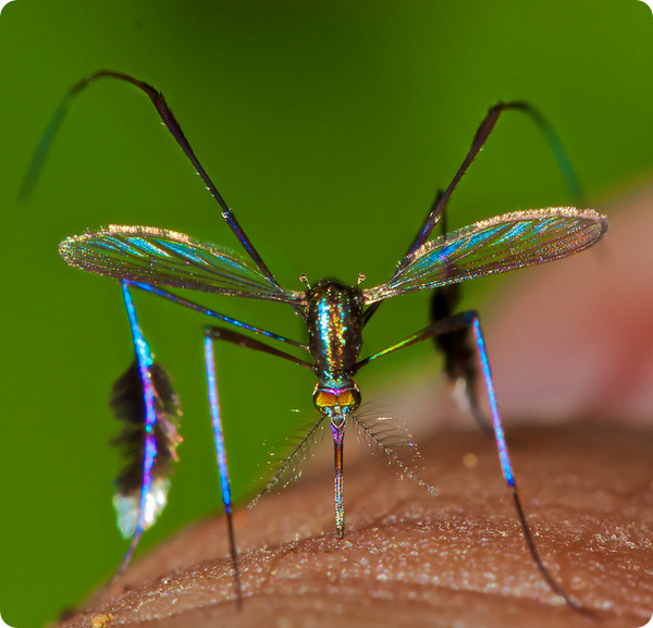 Блестящий комар Sabethes cyaneus