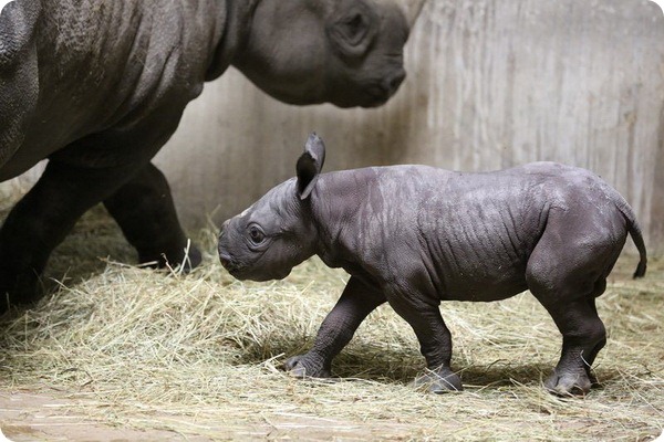 Зоопарк Линкольна представил детеныша черного носорог