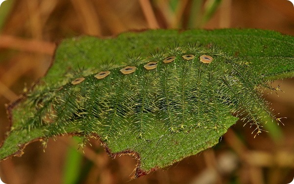 Ленточница Tanaecia lepidea