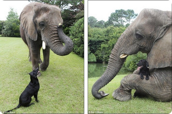 Дружба между лабрадором и слоном