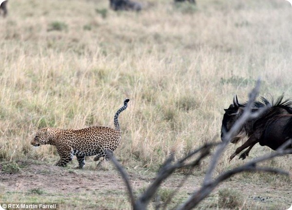 Антилопа Гну спасла своего детеныша от леопарда
