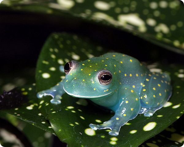 Бахромчатая стеклянная лягушка (лат.Cochranella euknemos)