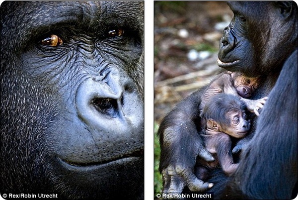 Самка гориллы N’Gayla и ее двойня