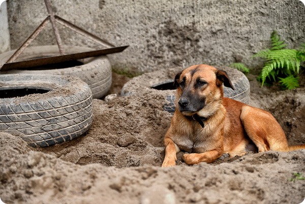Почему собаки роют землю?