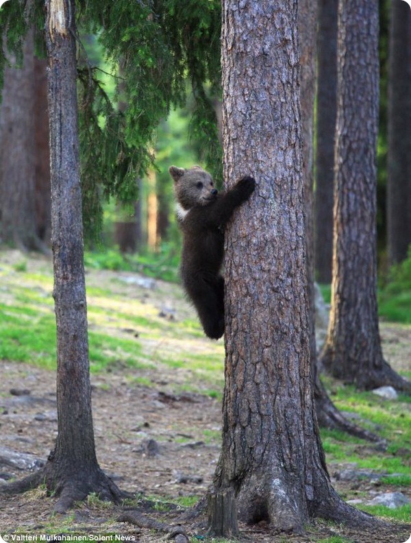 Танцующие медвежата из Финляндии