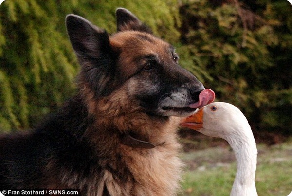 Дружба с гусыней спасает собаке жизнь
