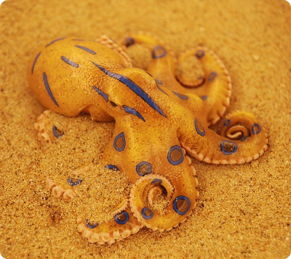 Синекольчатые осьминоги (лат. Hapalochlaena)