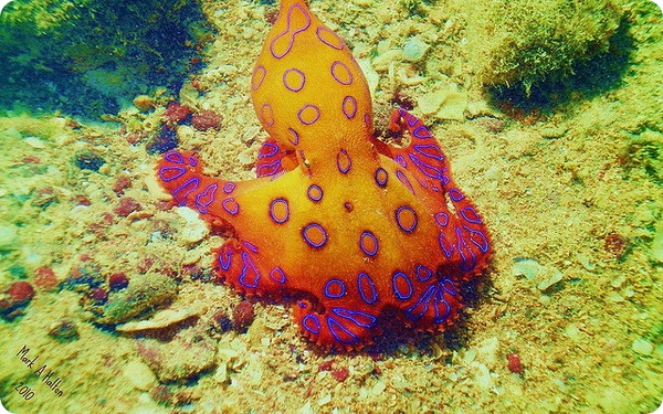 Синекольчатые осьминоги (лат. Hapalochlaena)