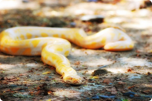 Темный тигровый питон (лат. Python bivittatus)