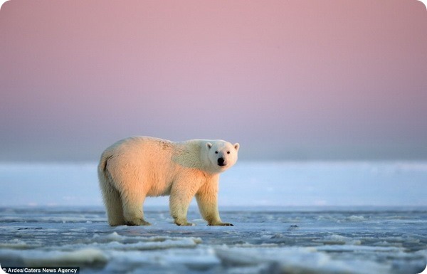 Полярные медведи из Арктического заповедника