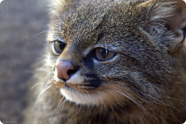 Пампасская кошка (лат. Leopardus pajeros)