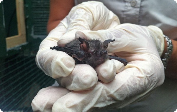 В зоопарке Окленда родились летучие мыши