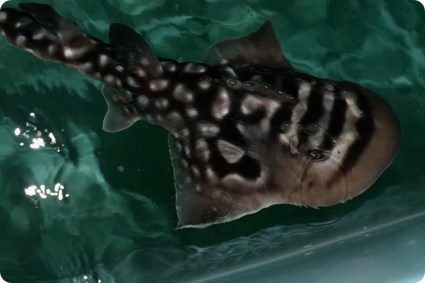 Детеныши акульего ската из аквариума Ньюпорта