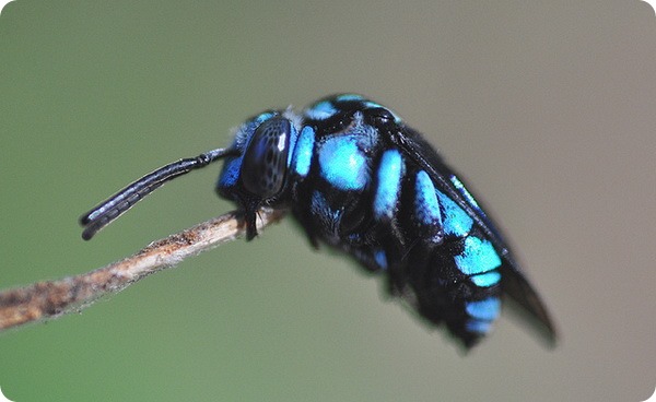 Неоновая пчела-кукушка (лат. Thyreus nitidulus)
