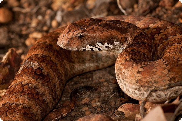 Скрытная обитательница австралийского континента—гадюкообразная смертельная змея