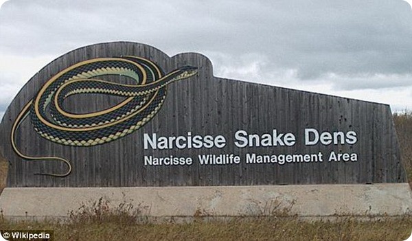 Змеиные ямы Нарсисса в Канаде