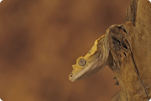 Чудаковатый новокаледонский реснитчатый геккон