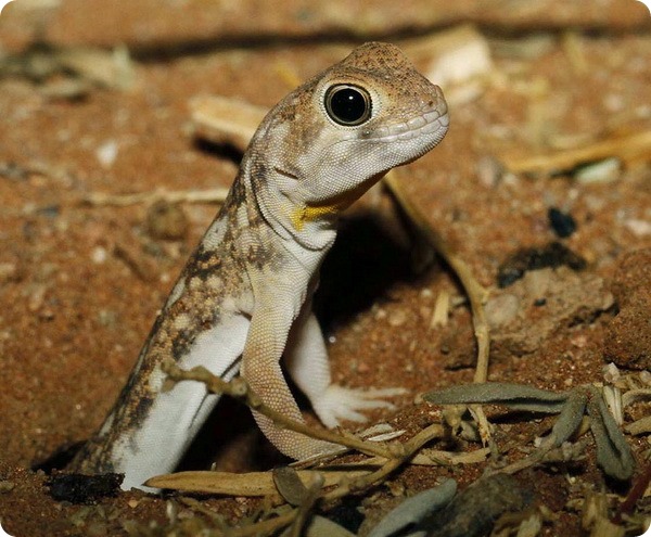 Южноафриканский лающий геккон (лат. Ptenopus garrulus)