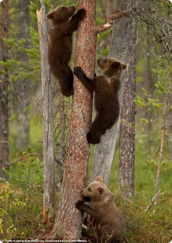 Медведица учит медвежонка взбираться по тонкому дереву