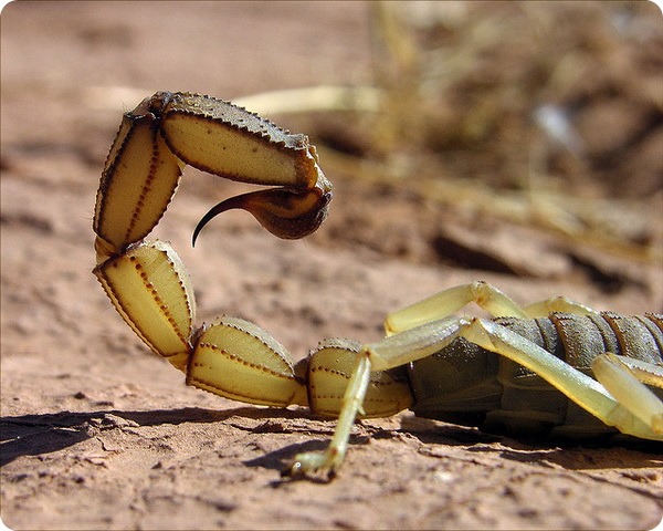 Скорпион Androctonus amoreuxi