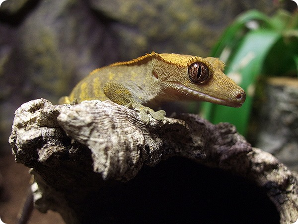 Новокаледонский реснитчатый геккон (лат. Correlophus ciliatus)
