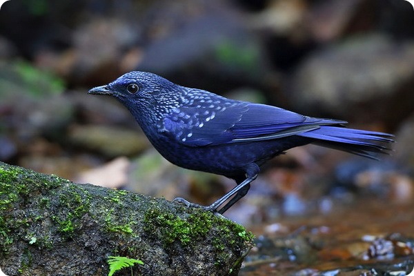 Обитательница Гималайских гор—синяя птица