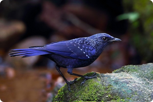 Обитательница Гималайских гор—синяя птица