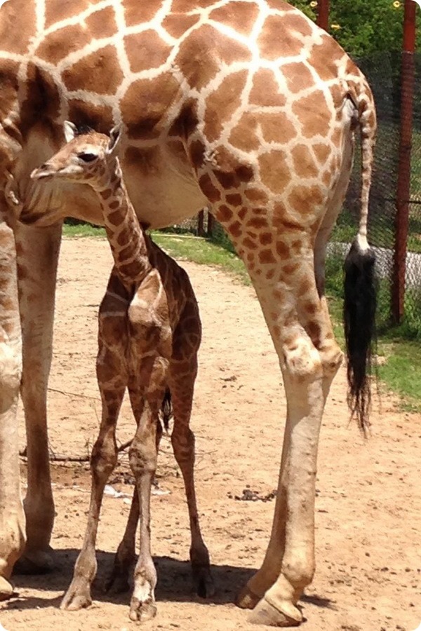 В зоопарке Дикерсон родился детеныш жирафа