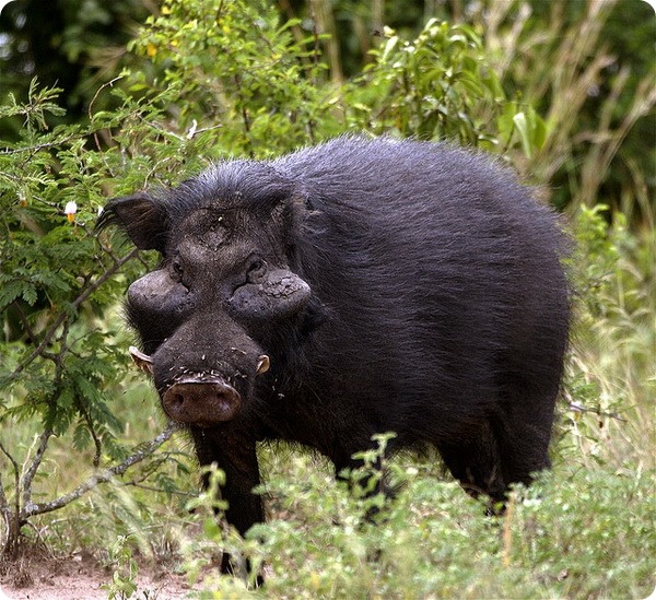 Жительница Западной Африки—большая лесная свинья