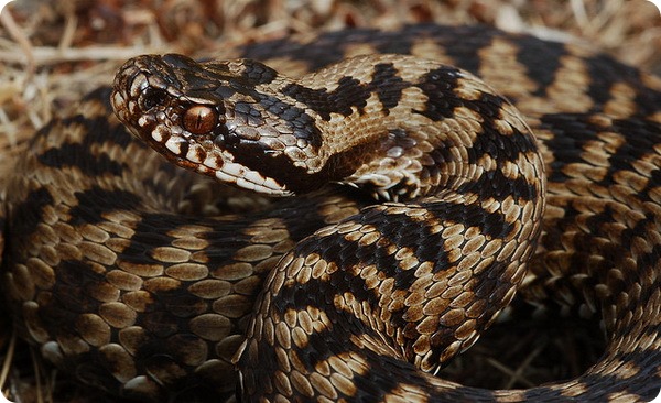 Обыкновенная гадюка—осторожная змея