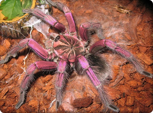 Бразильский пурпурный памфобетус—паук-птицеед