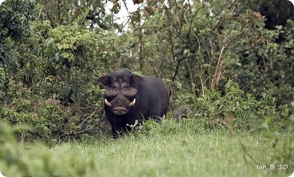 Жительница Западной Африки—большая лесная свинья