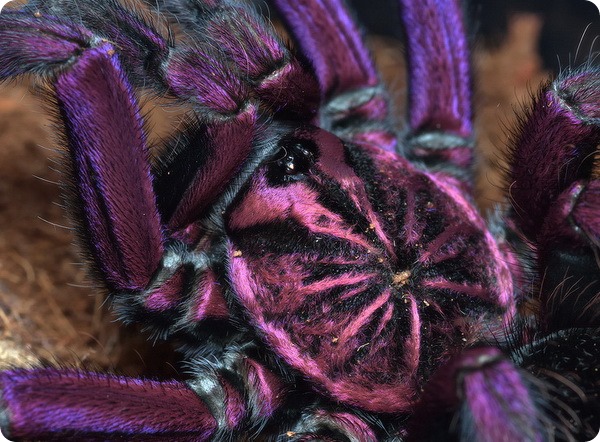 Бразильский пурпурный памфобетус—паук-птицеед