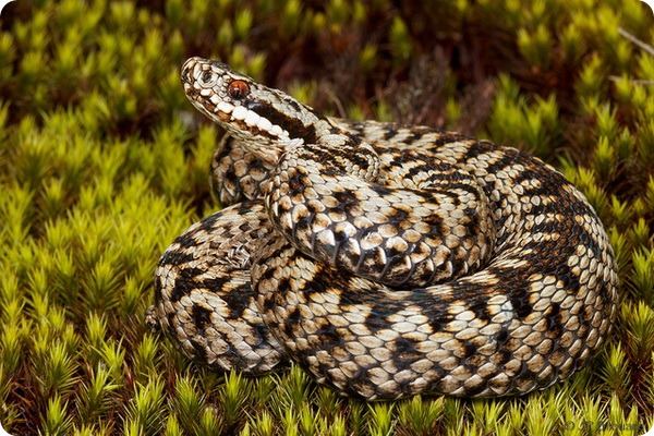 Обыкновенная гадюка—осторожная змея