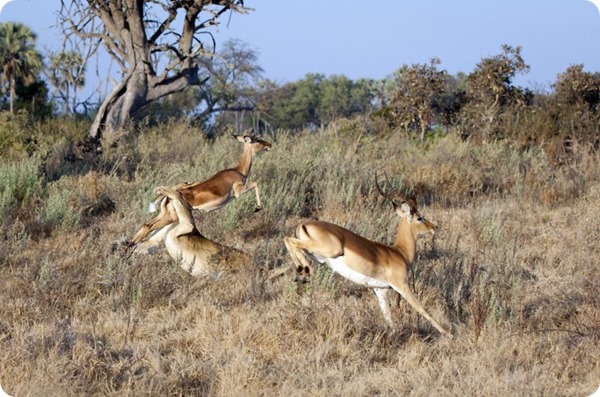 Спасительный прыжок импалы в заповеднике Ботсваны